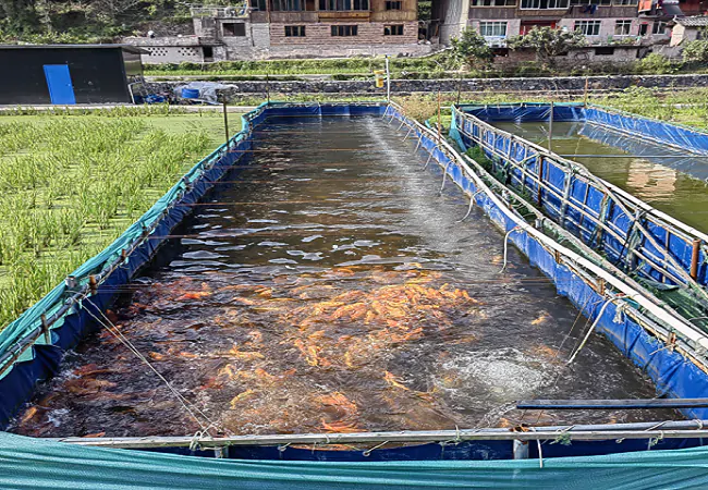 图为公司示范养殖池.png