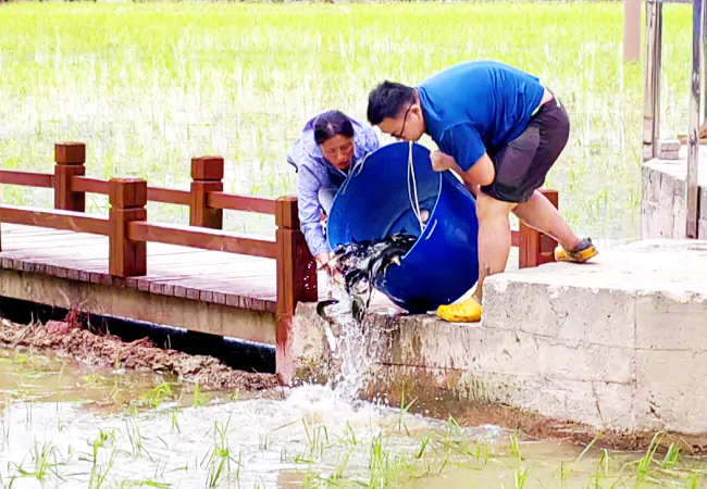 贵州银行台江支行金融&ldquo;活水 &rdquo;助力鱼跃新&ldquo;稻&rdquo;路