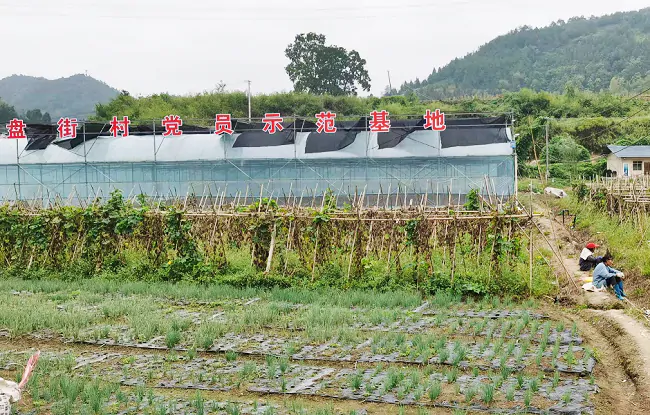 岑巩农信联社：绿色金融来助力，黑皮冬瓜喜丰收