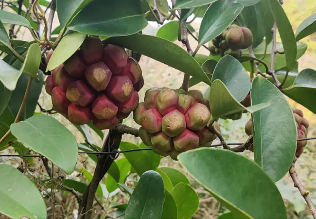 三穗农商银行：金融助力&ldquo;山野果&rdquo;变致富&ldquo;血藤果&rdquo;