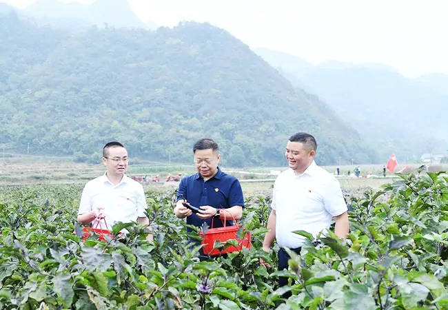 采摘现场 (2)1.JPG