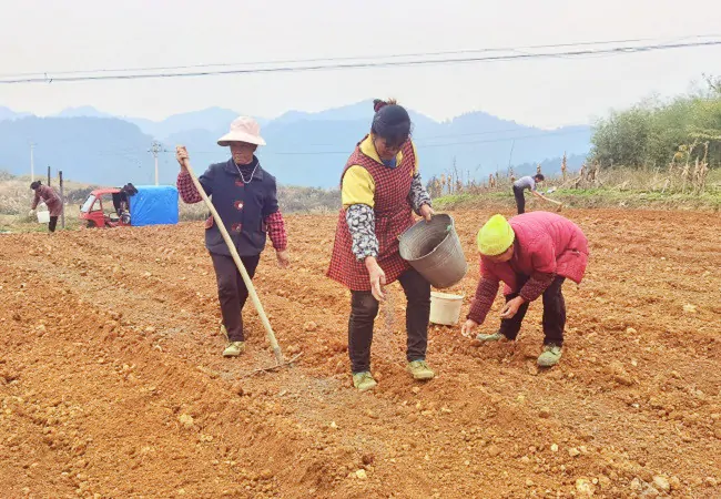 镇远农商银行：4261万元信贷资金助力太子参种下&ldquo;新希望&rdquo;