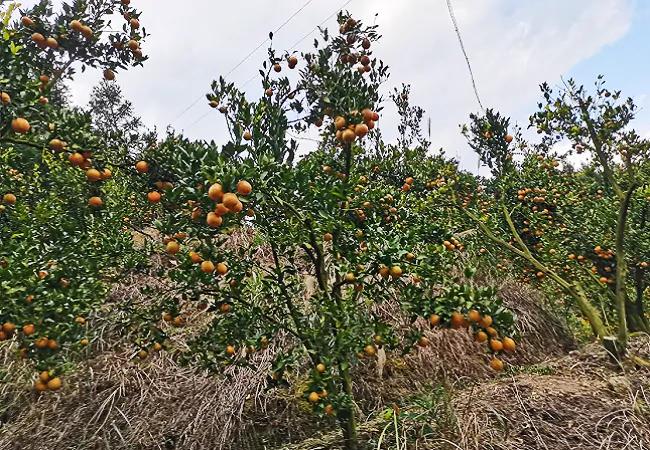 (图为:排调镇码头椪柑种植基地喜获丰收).png