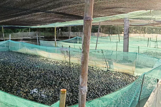 岑巩农信联社：金融助力下寨村牛蛙产业再上台阶