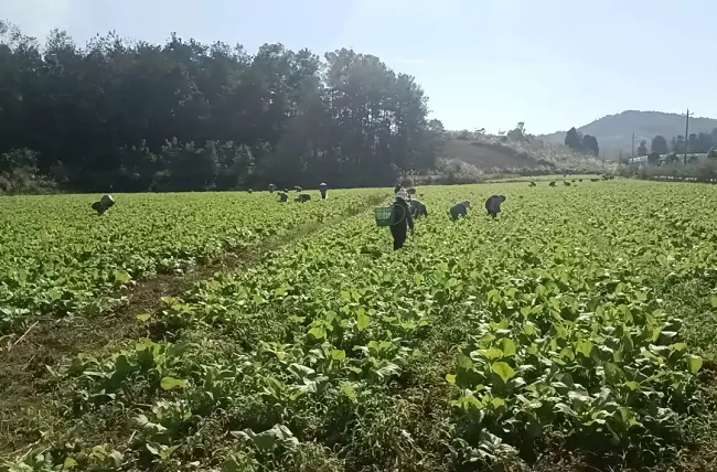 岑巩农信联社：金融助力菜园子，百姓鼓了&ldquo;钱袋子&rdquo;