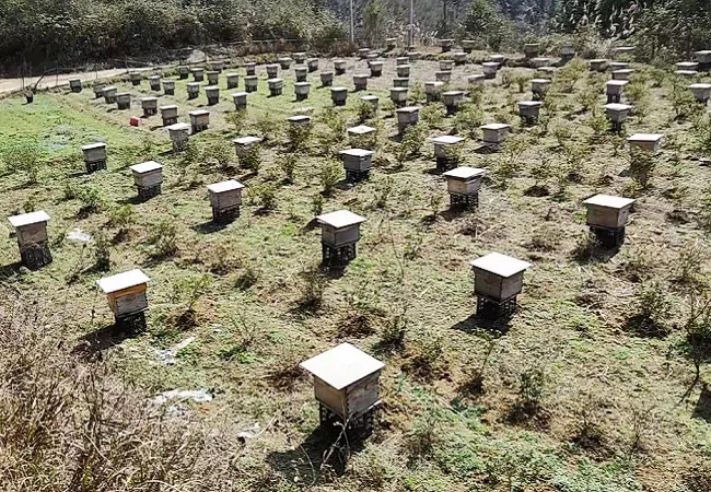 岑巩农信联社：金融&ldquo;及时雨&rdquo; &ldquo;贷&rdquo;来养蜂人甜蜜事业