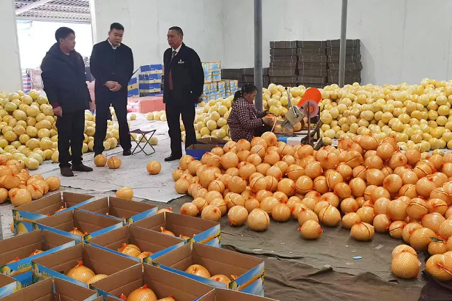 岑巩农信联社：金融助力思州柚出口海外