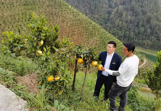 丹寨农商银行：&ldquo;黔农云&rdquo;线上服务，助力果农喜丰收