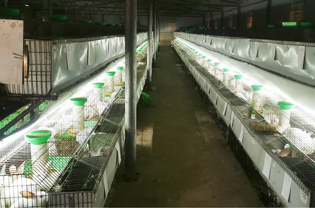 岑巩农信联社：小小伊拉兔 蹦出致富路