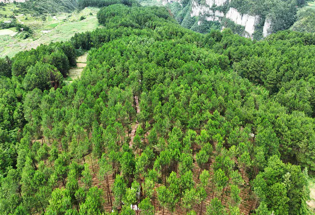 (图为:该行信贷支持的丹寨县国家储备林项目).png