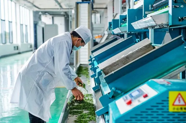 农发行雷山县支行：&ldquo;贷&rdquo;动&ldquo;小茶叶&rdquo; 助力&ldquo;大振兴&rdquo;