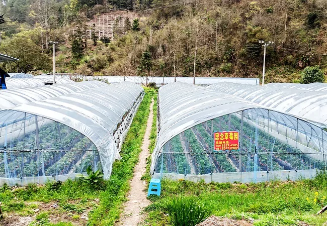 图为：草莓园大棚.jpg