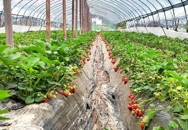 图为：草莓棚内果实1.jpg
