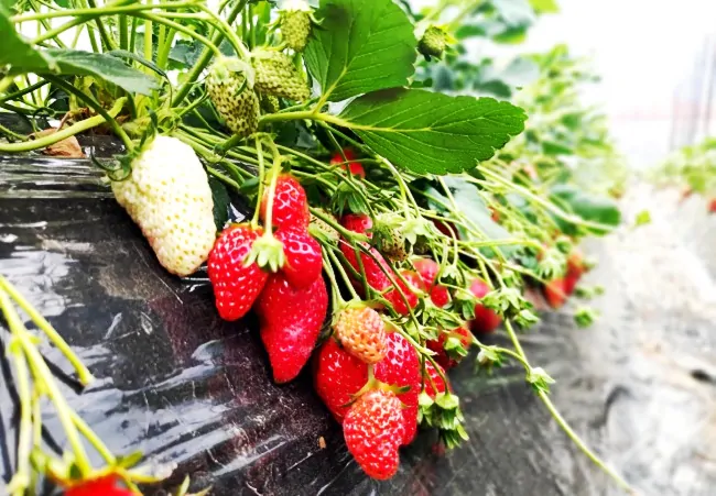 （图为：草莓棚内果实）.jpg