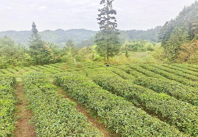 （图为：天印茶园）.jpg
