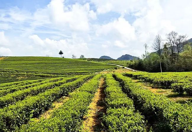 （图为：茶叶基地）.png