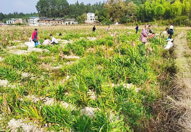 生姜丰收景象.jpg