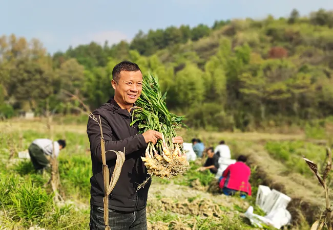 锦屏农信联社：乡村振兴锦屏&ldquo;样板&rdquo;   千里沃野金融田园