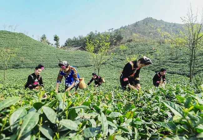 （图为：苗家姑娘不负春光采茶忙）222.jpg