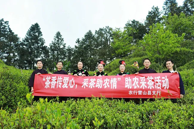 (图为:农业银行雷山县支行组织“青年先锋队”开展助农采茶行动).jpg
