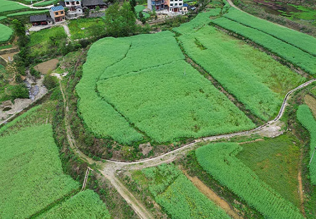 岑巩农信联社：用心用情，助力油菜产业大发展
