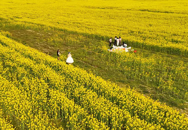 (图为:游客在油菜花地观光拍照).png