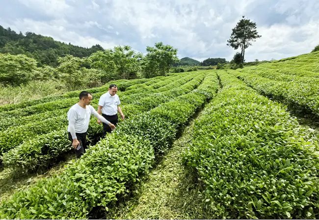 (图为:农信社工作人员走访茶园了解生产情况).png