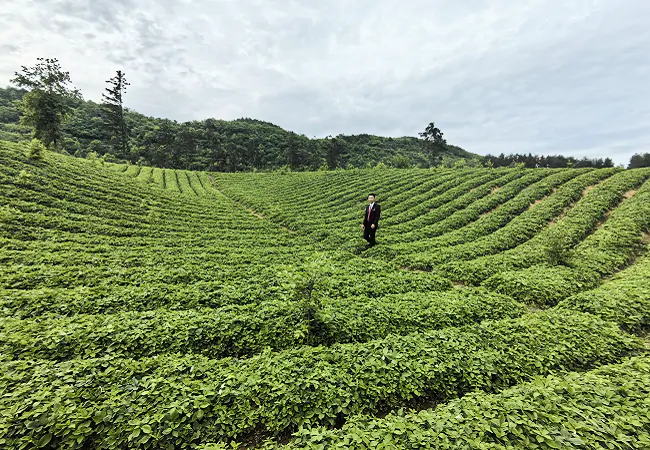 客楼信用社助力&ldquo;前胡&rdquo;变&ldquo;钱&rdquo;胡