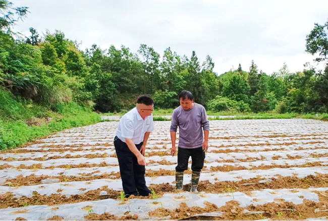台江县施洞镇井洞塘村振兴新篇章&mdash;&mdash;小米产业助力乡村振兴