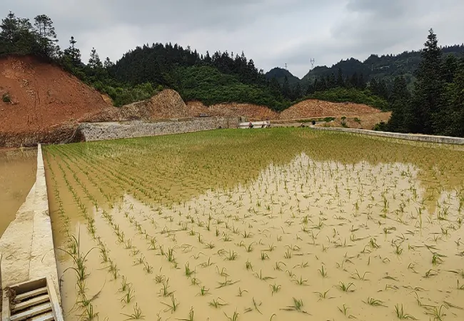 农发行雷山县支行：聚焦主责主业   夯实 粮食&ldquo;耕&rdquo;基