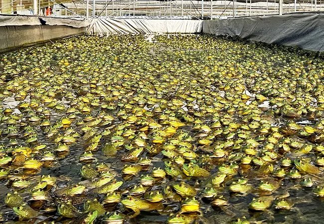 镇远农商银行：金融赋能乡村振兴，助力产业&ldquo;蛙经济&rdquo;