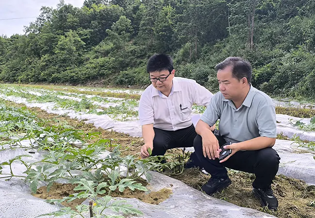 （图为：农信社工作人员对晚熟西瓜产业进行调研）.png