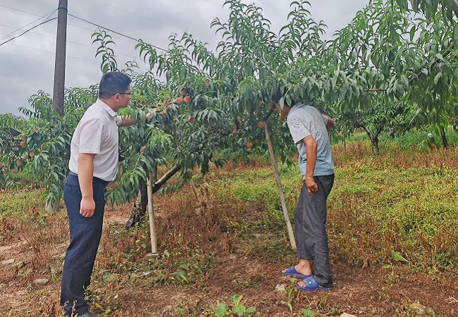 （图为：洪加祯和客户经理在果园查看桃子长势）.jpg