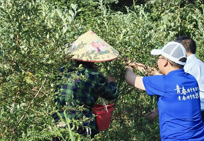 金融&ldquo;甜水&rdquo;贷动&ldquo;莓&rdquo;好情谊