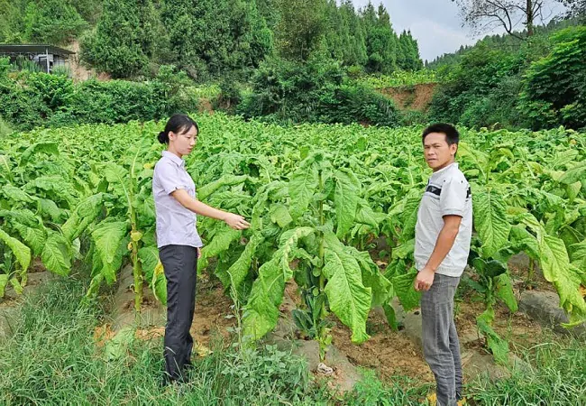 图为:农行镇远县支行支持的烟农烤烟种植现场 (2).jpg