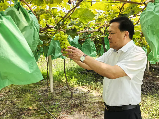 (图为:吴永泽在葡萄基地实地调研).png