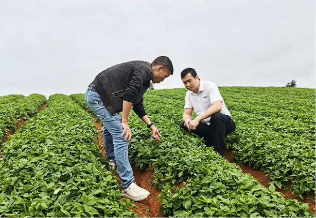 施秉农信服务太子参全产业链，助推县域中药材产业高质量发展