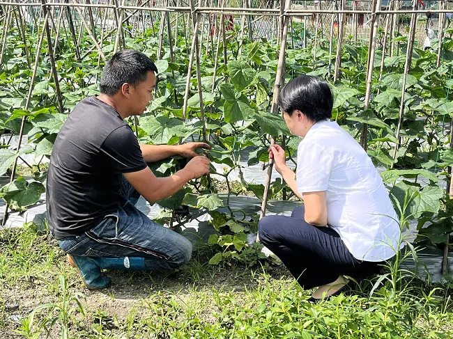 再贷款支持脱贫户种出致富瓜