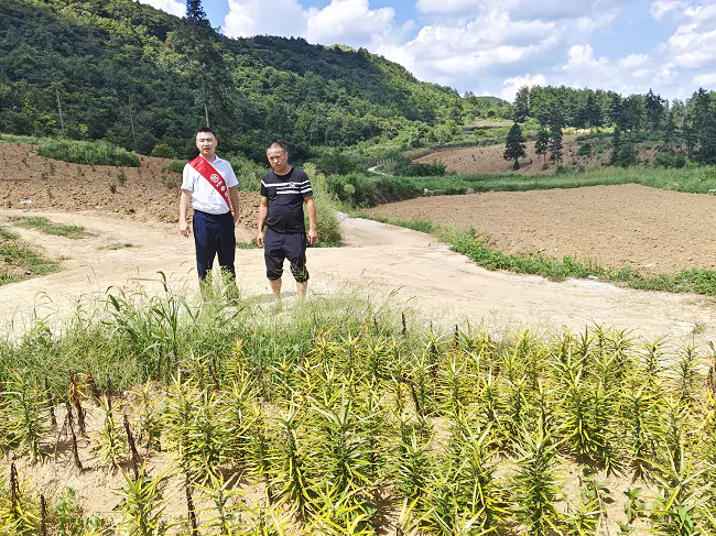 普惠金融助力秋日百合抛出&ldquo;好钱景&rdquo;