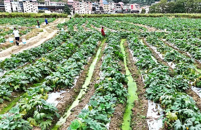 金融助力&ldquo;蔬&rdquo;写乡村振兴新篇章