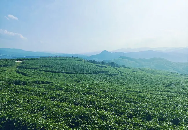 农发行从江县支行金融助力百香果产业发展