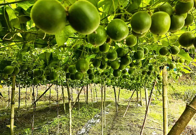 发挥金融力量 助力乡村振兴