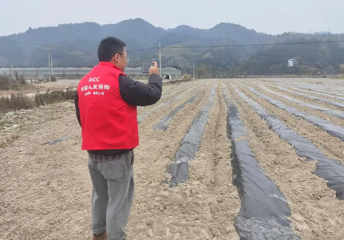 人保财险黔东南镇远支公司： 田间地头验标忙