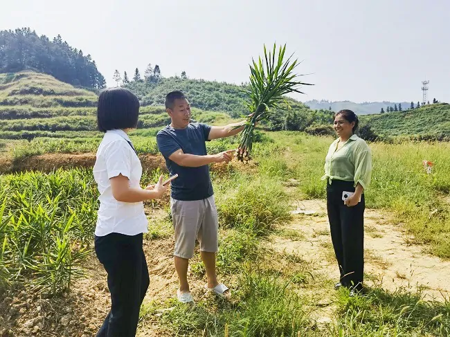 金融助力美好&ldquo;姜&rdquo;来 种出致富新&ldquo;钱&rdquo;景