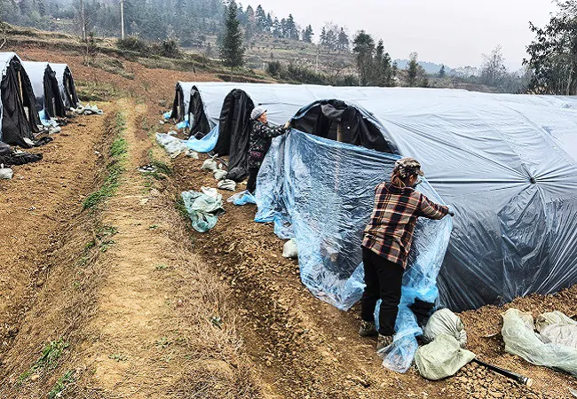 镇远农商银行&ldquo;贷&rdquo;动羊肚菌成为致富主力&ldquo;菌&rdquo;