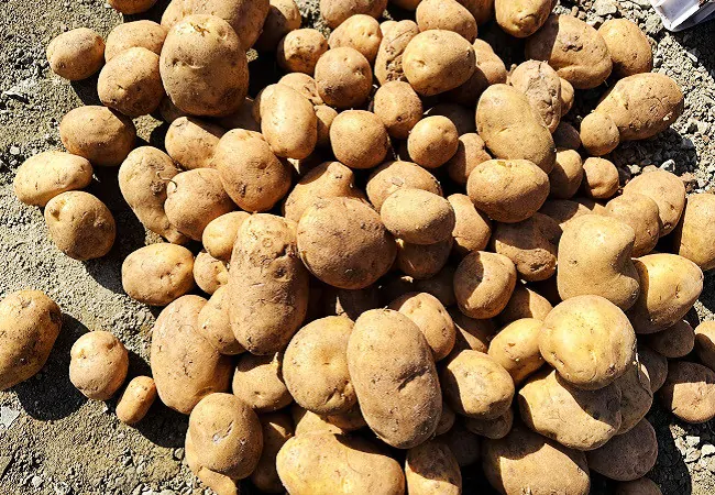 (图为:“德薯”7号优质薯种)11.jpg