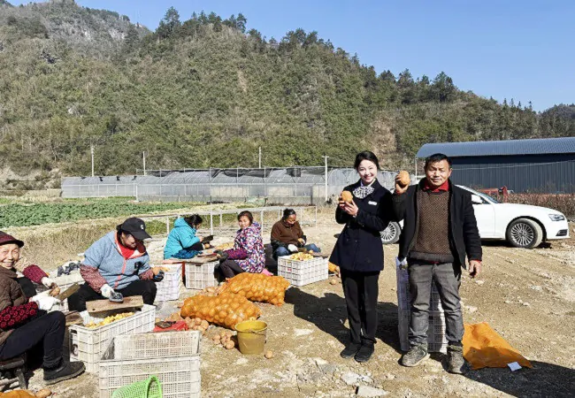 镇远农商银行助力农户马铃薯种植，点亮增收致富&ldquo;薯&rdquo;光