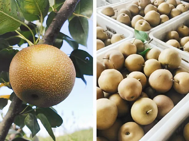 合作社梨树果实(拼图)-1.png