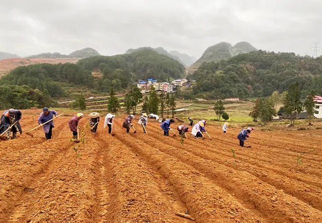 太子参药农们正在进行翻地、起垄.png