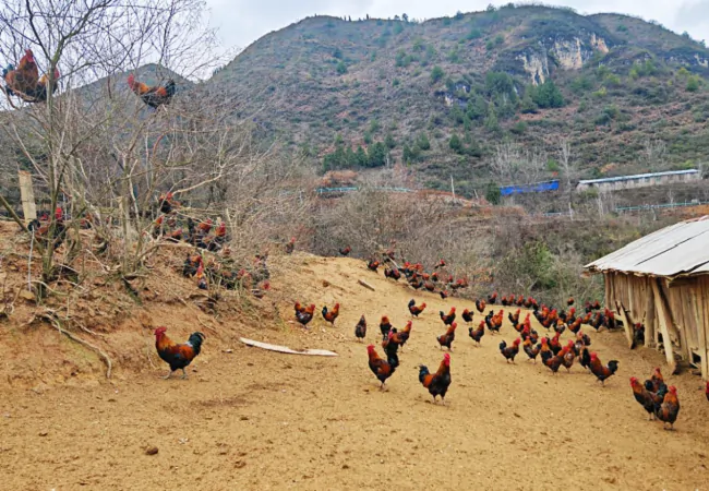 玉财养殖场林下土鸡散养情况.png